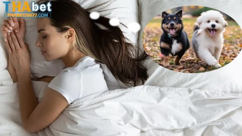 Các con số may mắn khi nằm mơ thấy chó