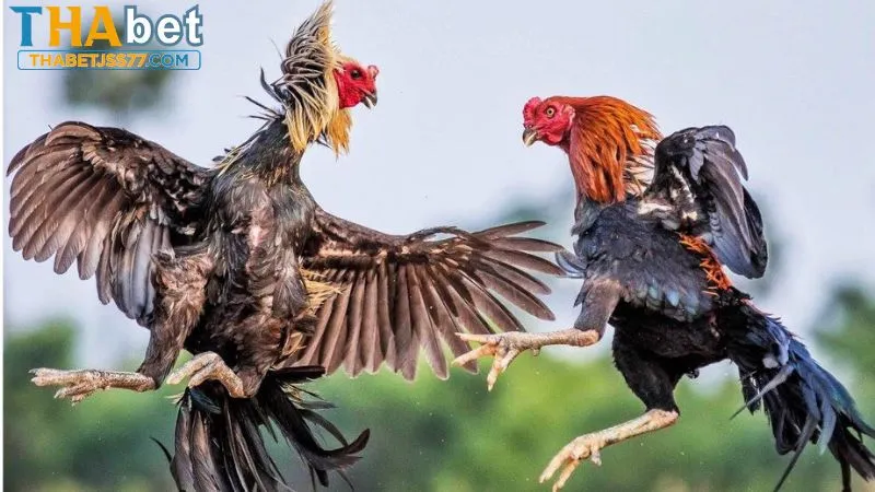 Gà đá đòn cáo có khả năng hạ gục đối thủ nhanh chóng