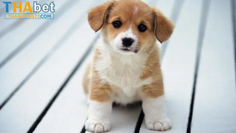 Giấc mơ nhìn thấy chó mang nhiều ý nghĩa