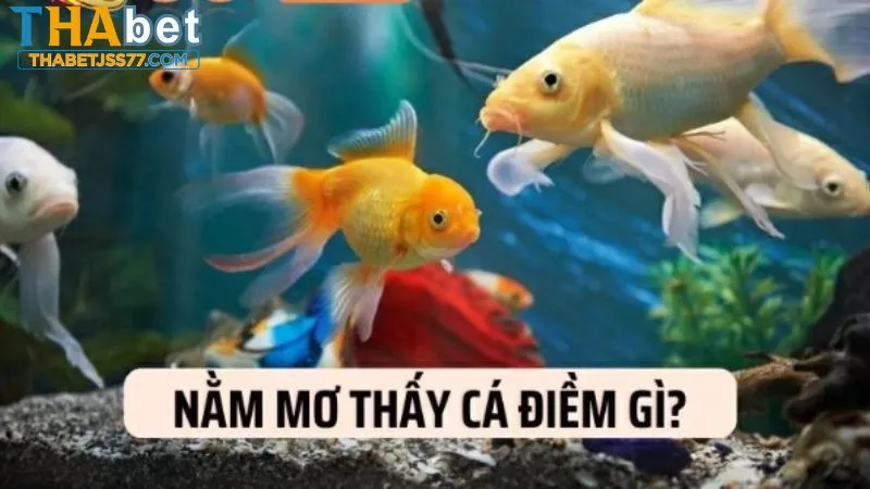 Giấc mơ thấy cá mang lại nhiều điềm báo cụ thể