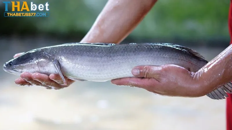 Giải đáp giấc mơ bắt cá đánh con gì