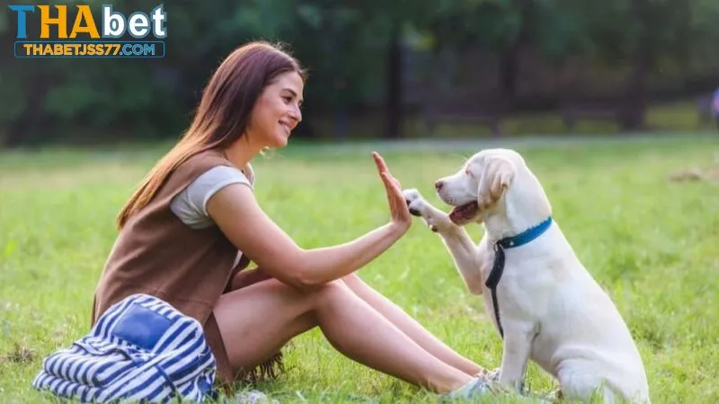 Mơ thấy nhiều chó là vận may cho bạn